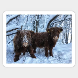 Scottish Highland Cattle Calves 1893 Sticker